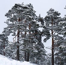 Sierra de Guadarrama frozen Scot's Pine forest  © John Muddeman